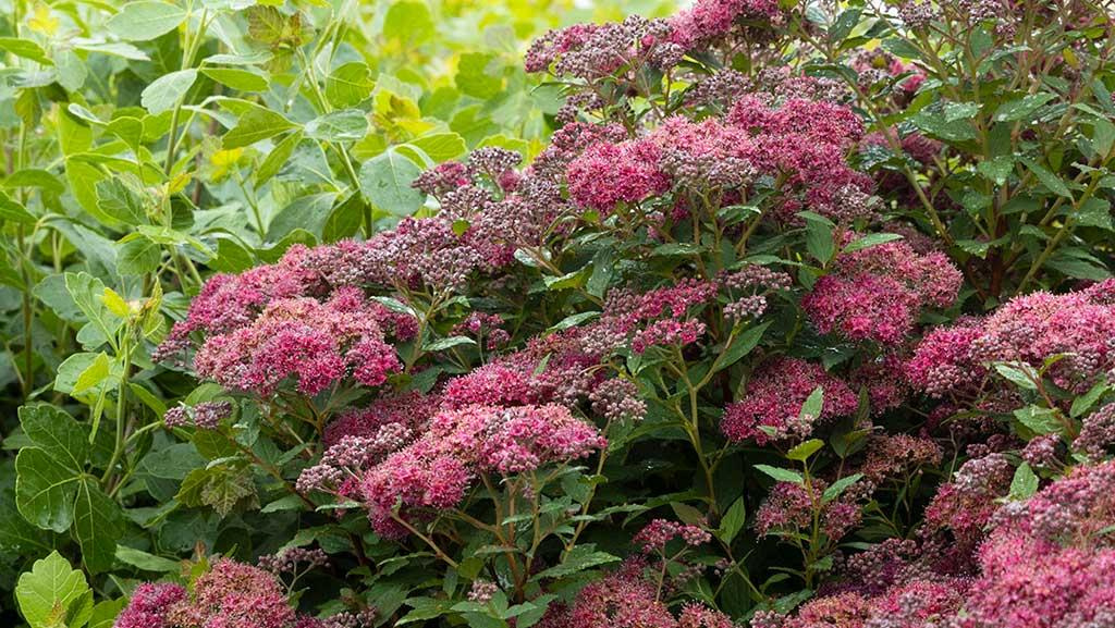 Raspberry colored Spirea plant in bloom.