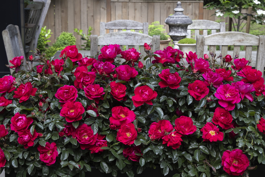pink shrub roses in container