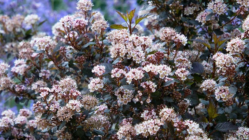 Close-up of Little Joker Ninebark shrub.