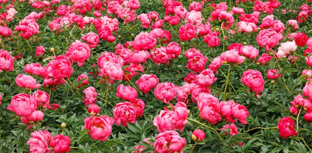 How to Choose the Perfect Types of Peonies for Your Garden
