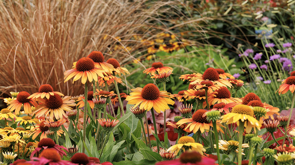 Discover Our Garden Color Palette Guides