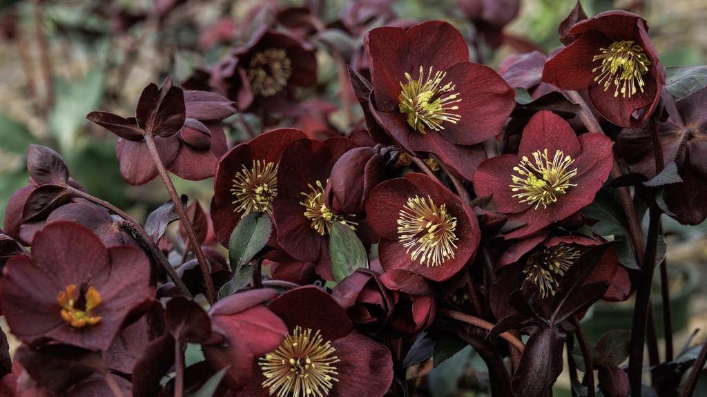 Hellebore Care 101: How to grow the harbingers of spring