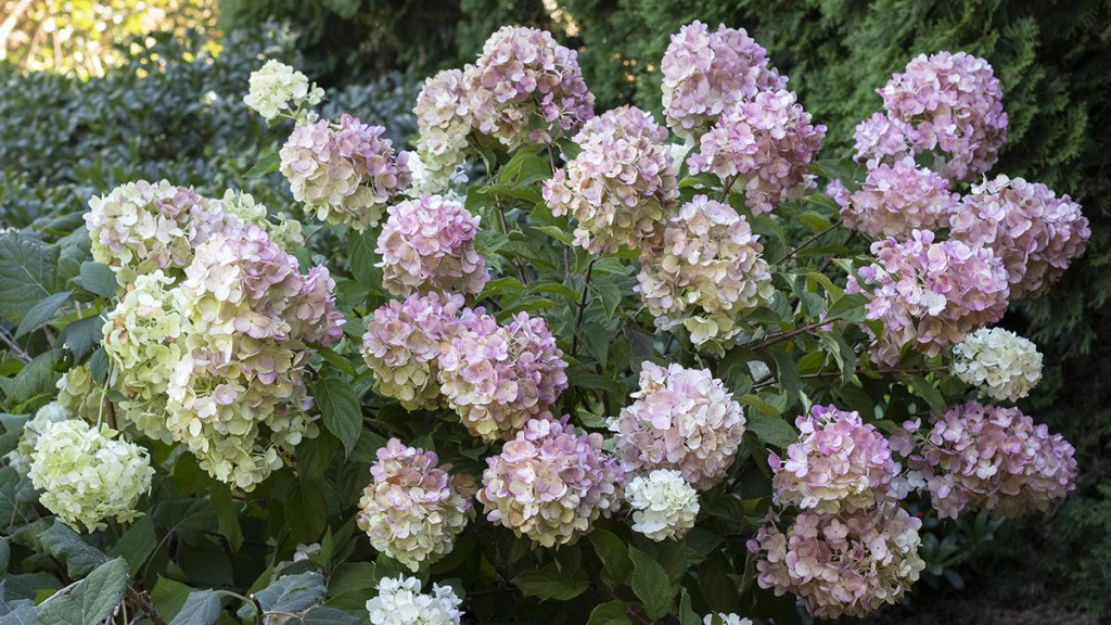 Strawberry Shake Hydrangea Plant.