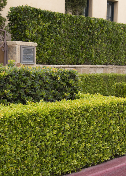 boxwood and privet hedges