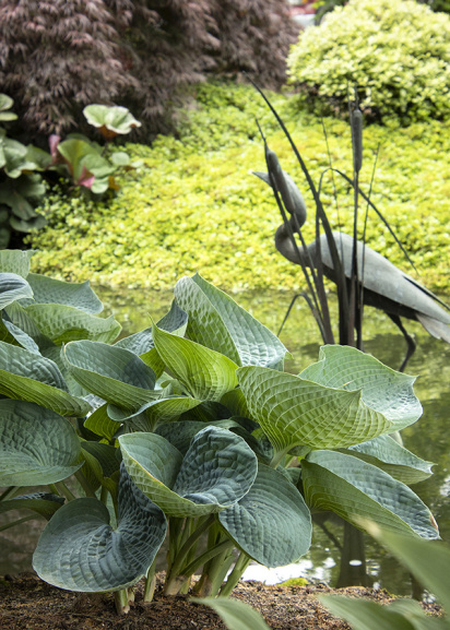 abiqua drinking gourd hosta in the landscape