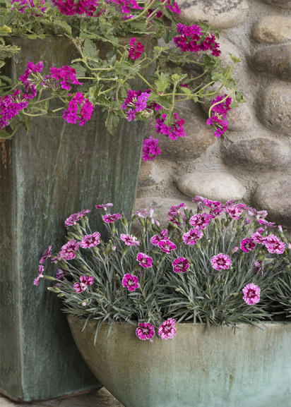 magenta endurascape magenta verbena and pink whetman stars dianthus