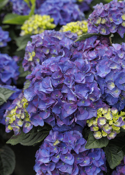 newport hydrangea flowers in shades of purple, green, and indigo