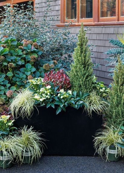 sedge, hellebore, leucothoe, and dwarf Alberta spruce