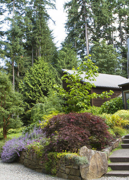 dwarf japanese maple in landscape next to staircase