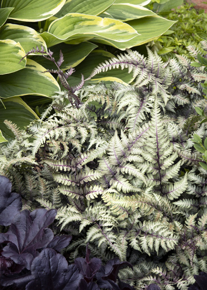 painted fern, hosta and dark purple heuchera in a landscape