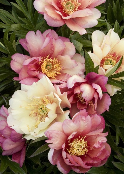 Julia Rose Itoh Peony flowers in shades of pink, cream, and crimson