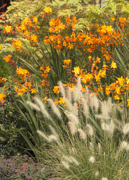 fountain grass and orange crocosmia in landscape