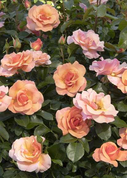 peach flowers