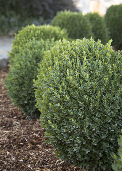 a line of evergreen petite pillar boxwoods