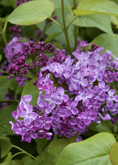 bright purple lilac flowers