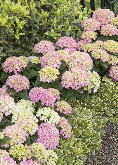 cream and pink compact hyrangea and compact pittosporum in garden border
