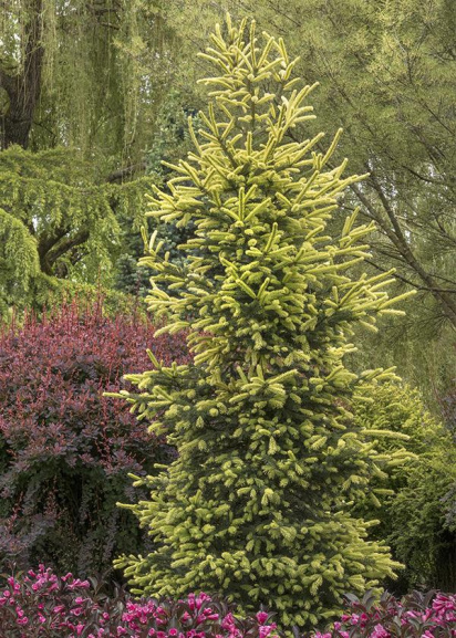 yellow and green conifer tree in colorful landscape with pink flowers across the bottom