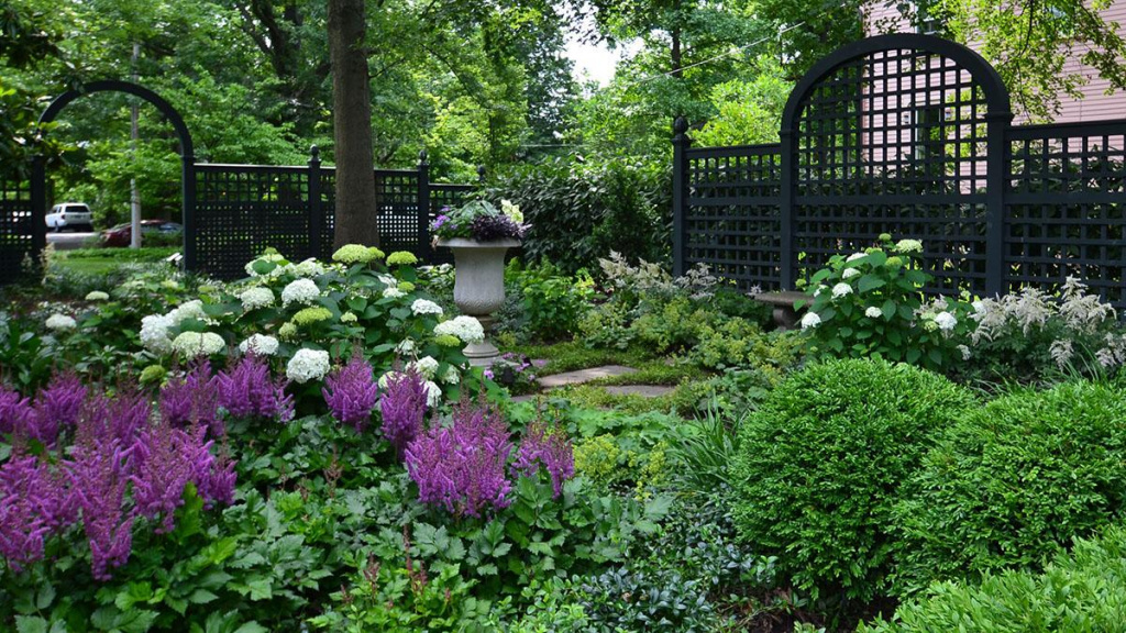 Black lattice fence encompasses this green garden full of white hydrangeas, round boxwoods, and purple flowers.
