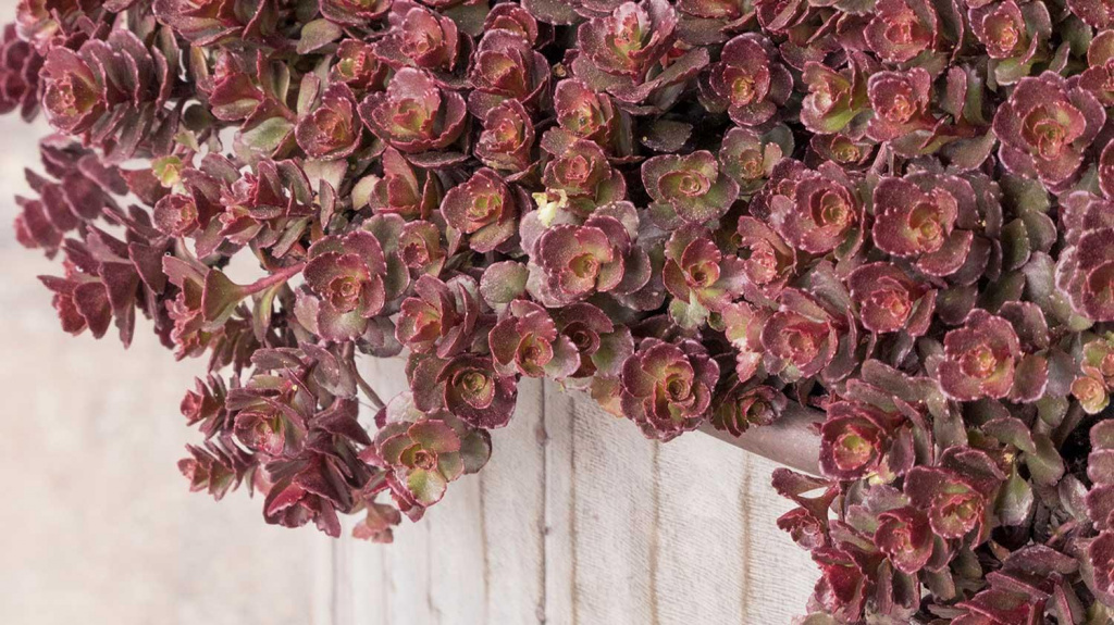 Close-up of Bronze Carpet Stonecrop plant.