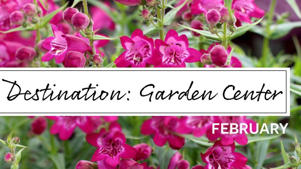 Bright pink flowers on vines with text that reads, "Destination: Garden Center February."