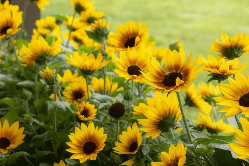 SunBelievable Brown Eyed Girl Helianthus flowers and text that reads, "Meet our 2019 Featured Plants."