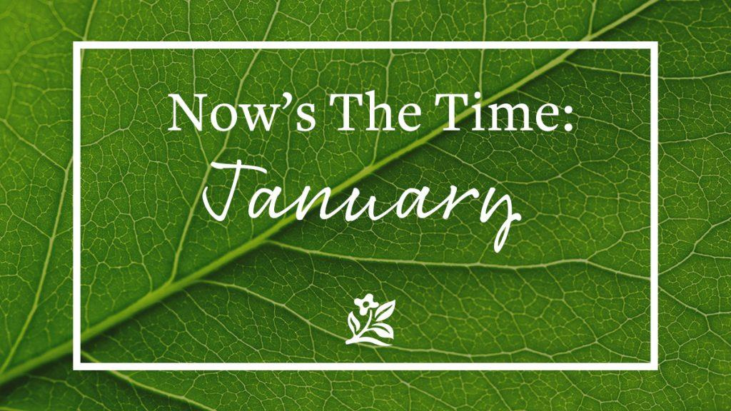 Close-up of a singular green leaf with text that reads, "Now's the Time: January."