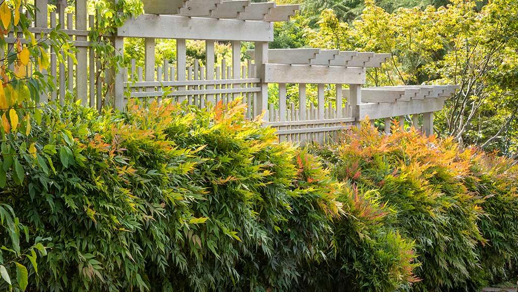 Gulf Stream Heavenly Bamboo against a white fence.