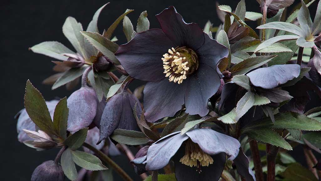 Close-up of Winter Jewels Black Diamond Hellebore Plant.