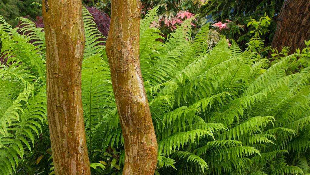 Close-up of Crape Myrtle bark in front of European Ostrich Ferns.