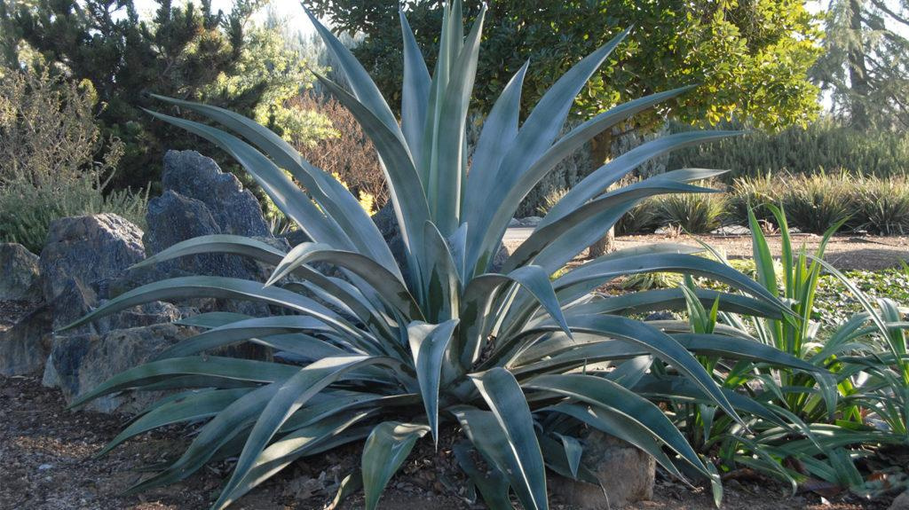 Weber's Agave Succulent in backyard scene.