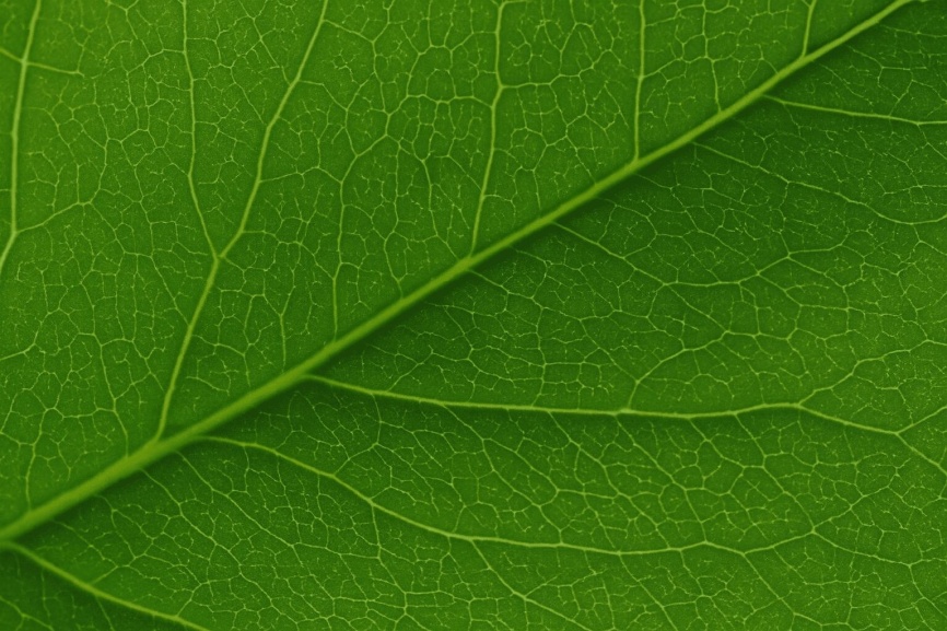 Close-up of a singular green leaf with text that reads, "Now's the Time: January."