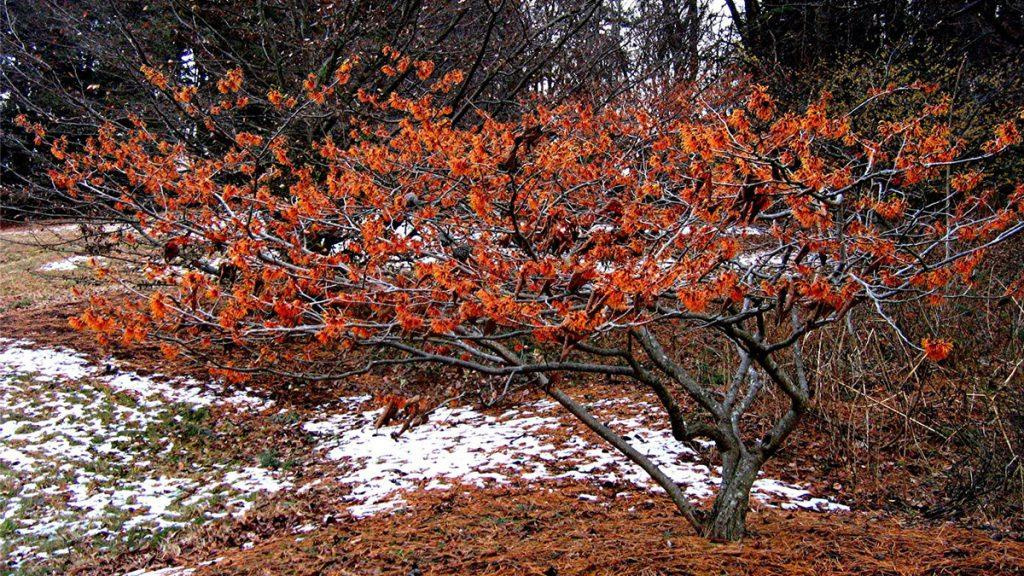 Jelena Witch Hazel plant set in the winter time snow.