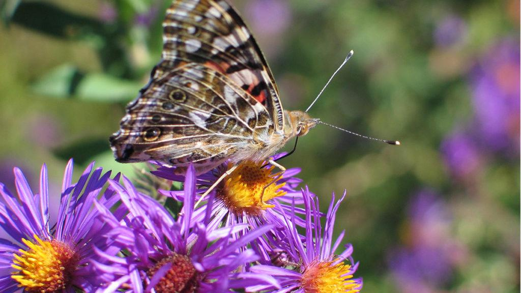 Farmington Michaelmas Daisies with a butterfly on top.