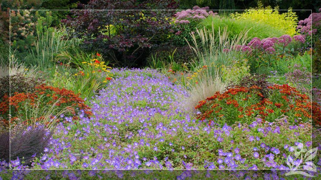 Field of different colored Perennial Flowers including purple, red, and yellow.