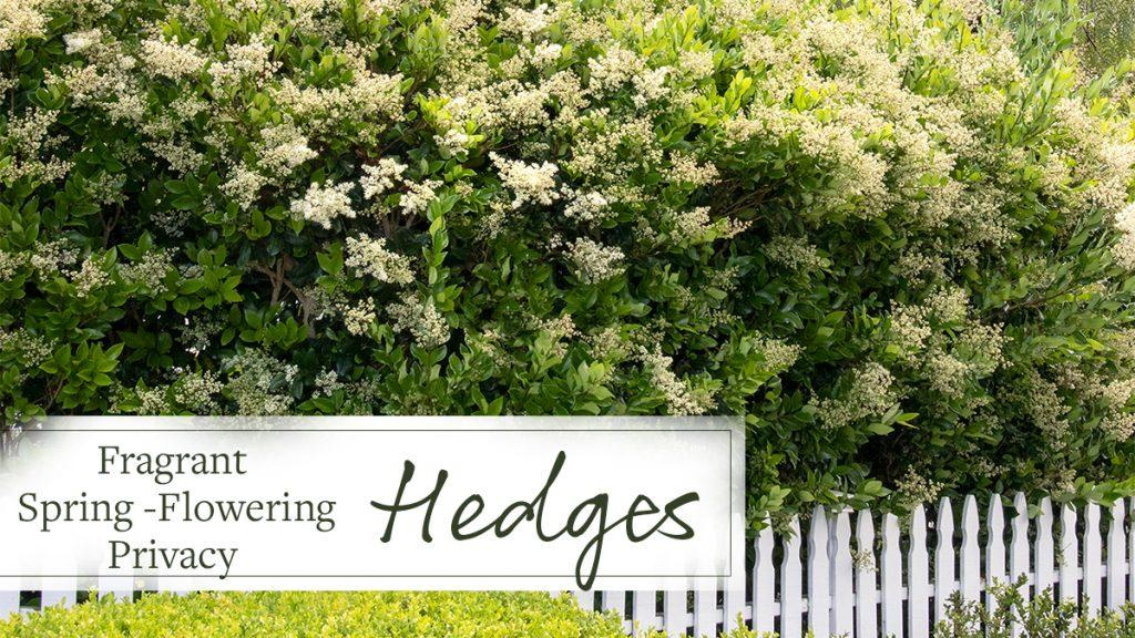 Green hedge with white flowers along a white picket fence and text that says, "Fragrant Spring-Flowering Privacy Hedges."