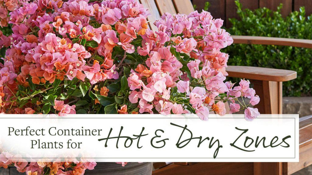 A potted plant with pink and orange flowers with text that reads, "Perfect Container Plants for Hot and Dry Zones."