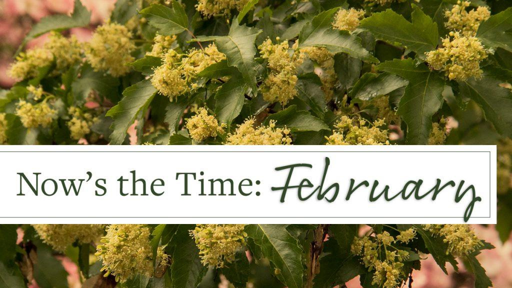 Close-up of Red Rhapsody Amur Maple Plant with text that reads, "Now's the Time: February."