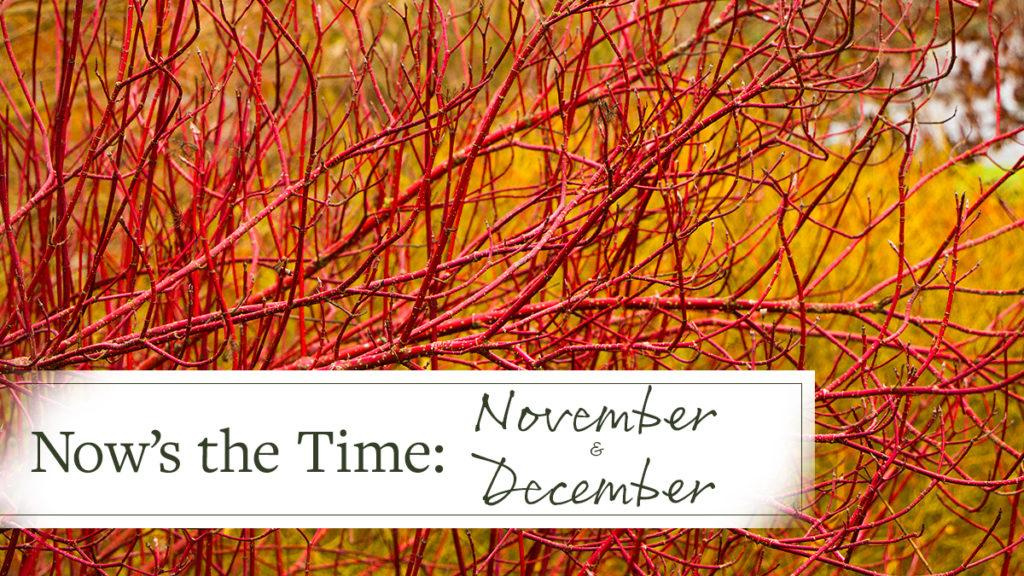 Close-up of Red Twig Dogwood with text that states, "Now's the Time: November and December."