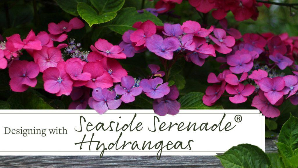Close-up of the Seaside Serenade Outer Banks Hydrangea Plant with text saying, "Designing with Seaside Serenade Hydrangeas."