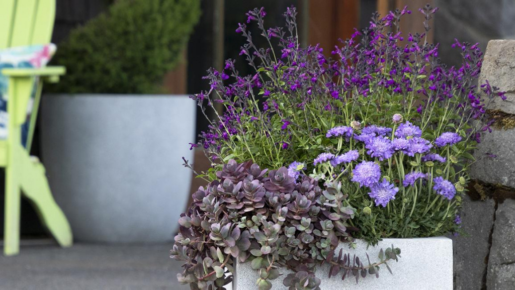 Potted container filled with SunSparkler Firecracker Sedum, Giga Blue Pincushion, and VIBE Ignition Purple Salvia on a patio.