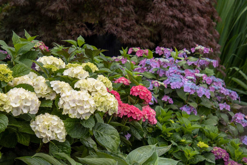 Variety of Hydrangea including Cape Lookout, Martha's Vineyard, and Cape May.