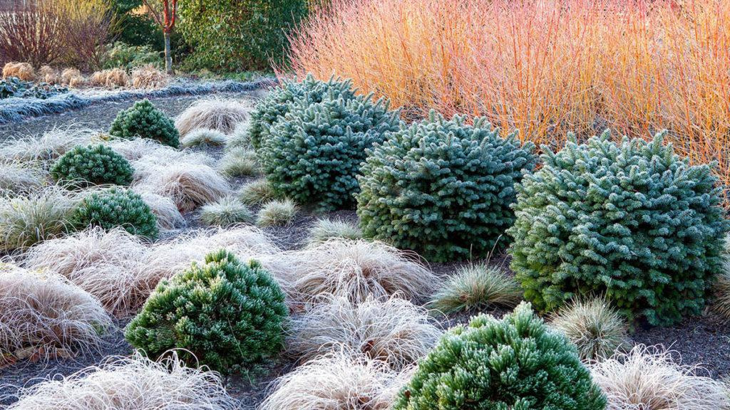 Shrubs and tall grass in a field during late fall.