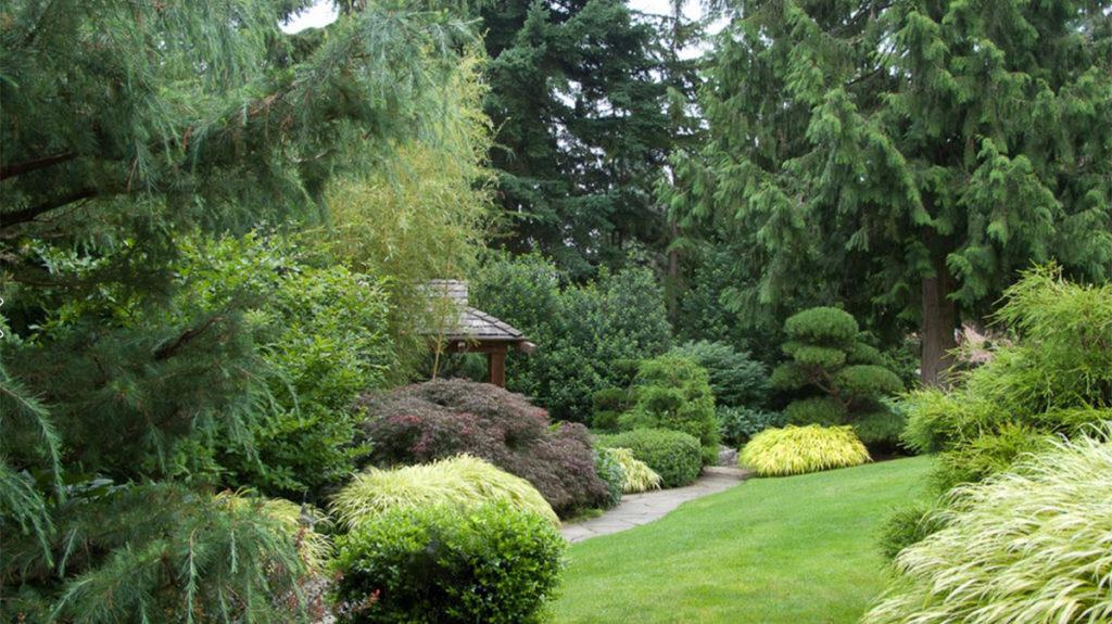 Variety of different conifers such as pine and cedar make up this green backyard landscape.