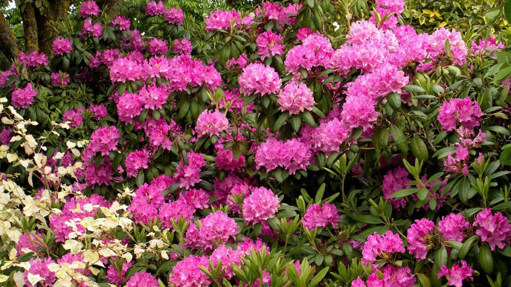 Roseum Elegans Rhododendron flowers next to white flowers.