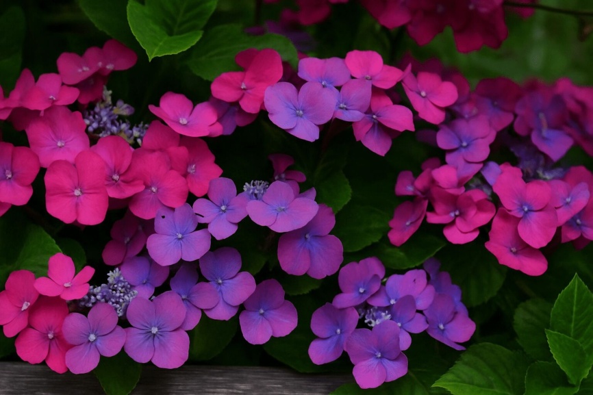Close-up of the Seaside Serenade Outer Banks Hydrangea Plant with text saying, "Designing with Seaside Serenade Hydrangeas."