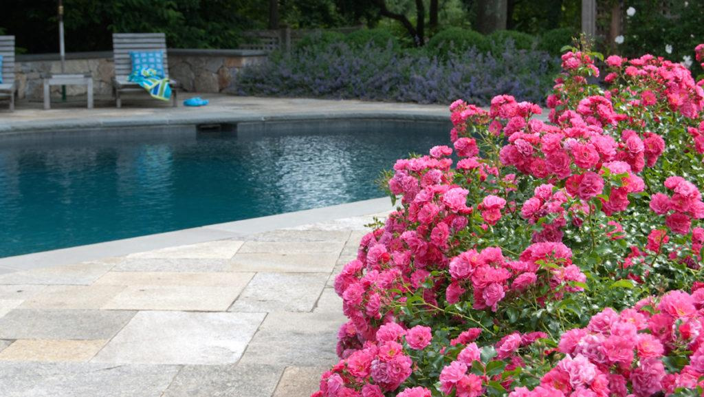 Pink Flower Carpet Rose next to a swimming pool.