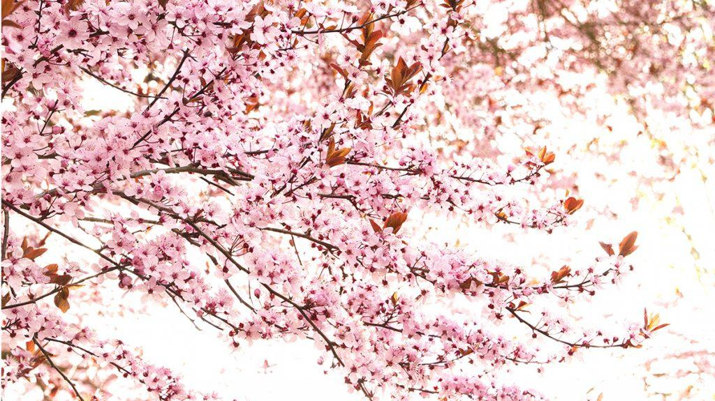 Close-up of a Thundercloud Purple Leaf Plum tree.