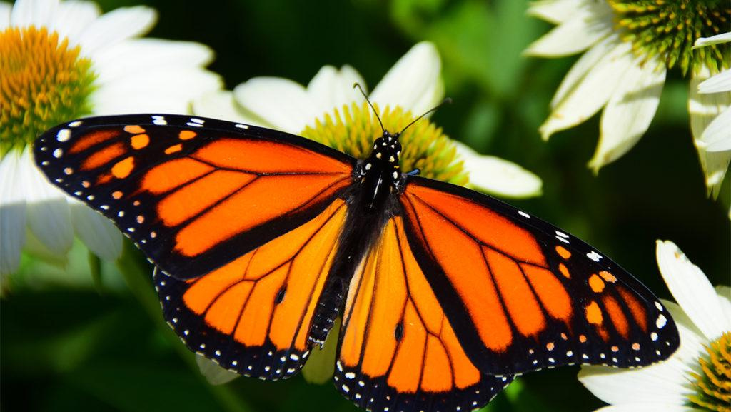 Close-up of a bright orange butterfly sitting on PowWow White Coneflowers.