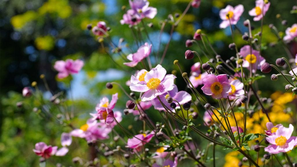 Close-up of Serenade Japanese Anemone flowers in front of yellow flowers.