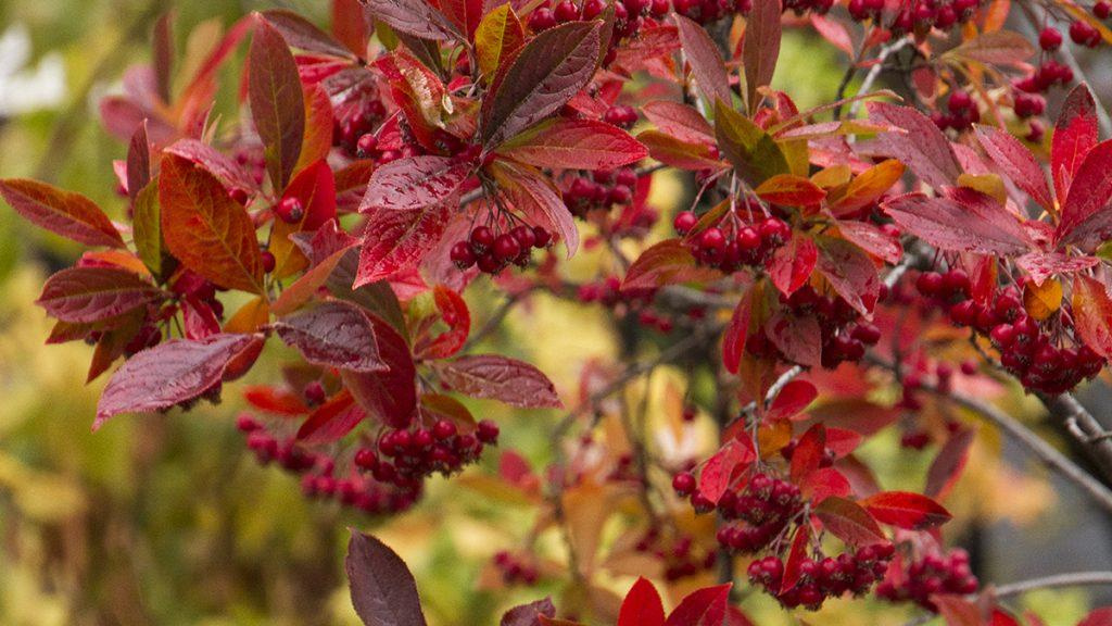 Close-up of Brilliant Red Chokeberry plant. 